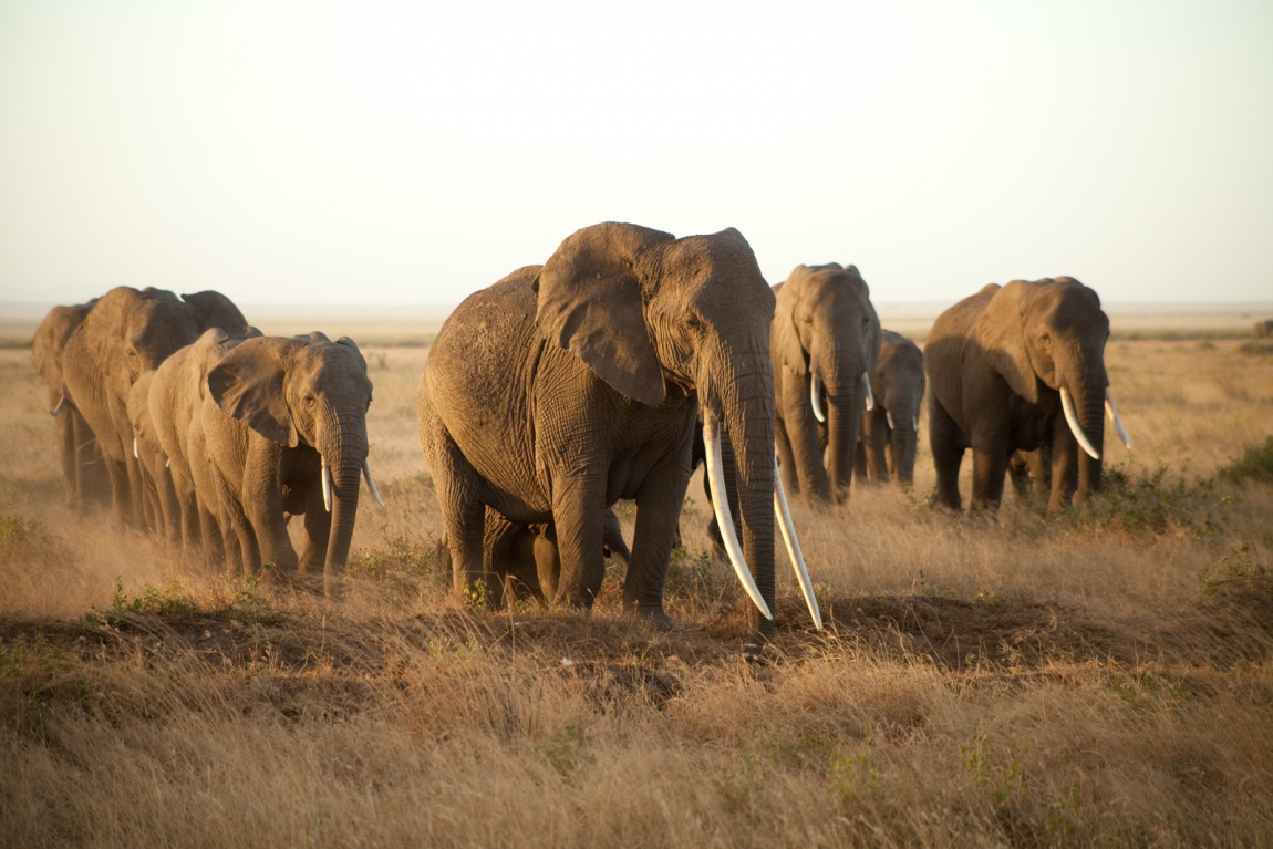 Бивни слона сожгли на костре в Кении