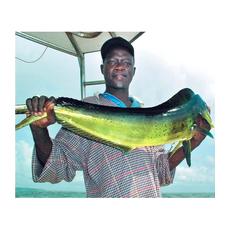 Рыбы Гвинейского залива 