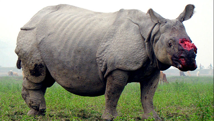 носорог без рогов