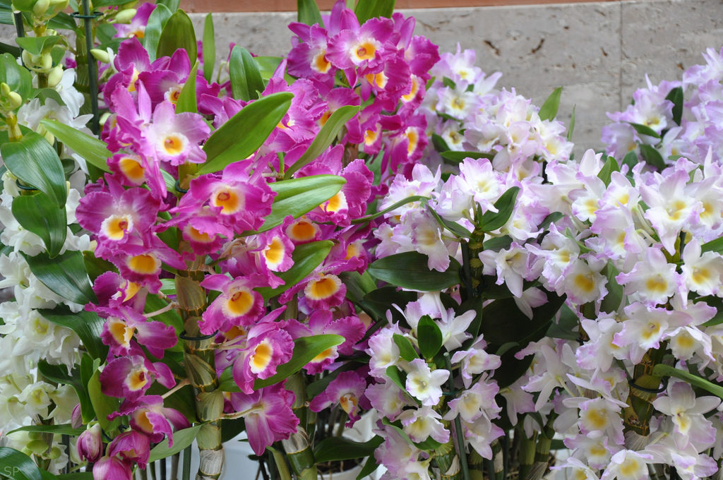 цветы на орхидее дендробиум
