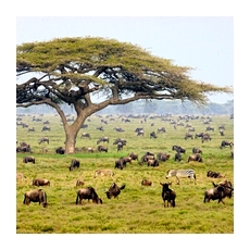 Природа для отдыха в Танзании 