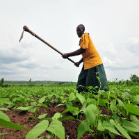 Какие сельскохозяйственные культуры выращивают в африке?