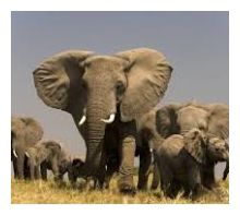 Слоны Африки