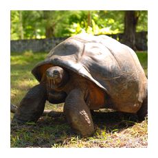 Отдых на Сейшельских островах предполагает знакомство с черепахами