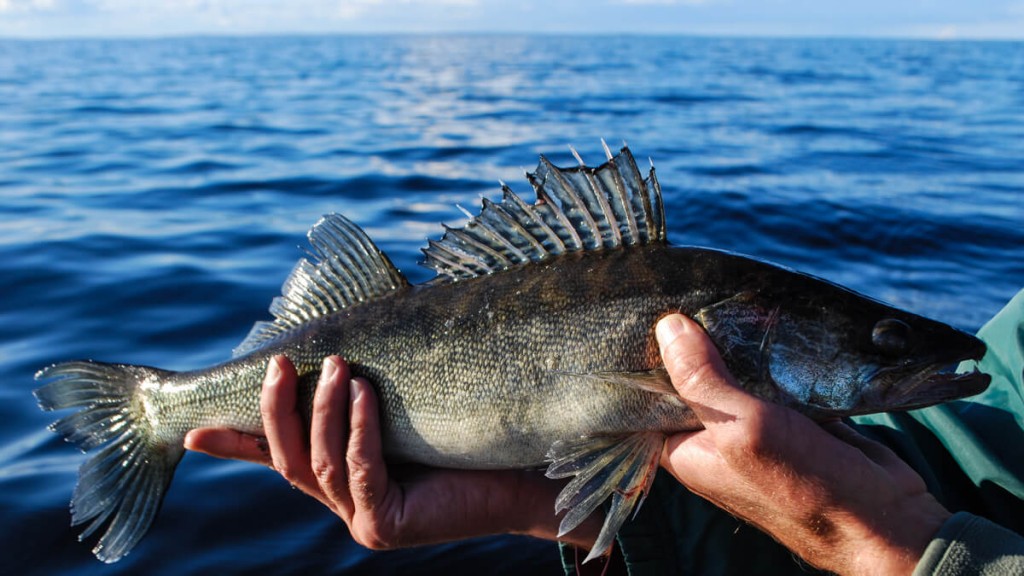 Рыбалка на Онежском озере