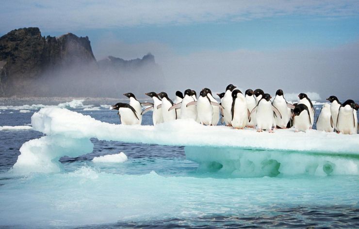 пингвины антарктиды