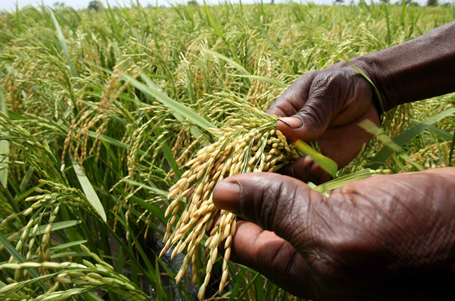 Сельское хозяйство в Африке