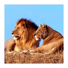 Самец и самка африканского льва 