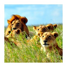 Прайд африканских львов 