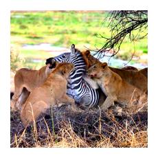 Охота африканских львов 