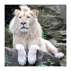 Африканский белый лев