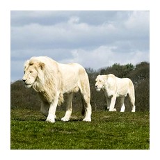 Самец и самка африканского белого льва