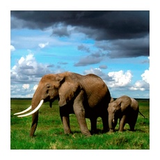 Африканские слоны едят траву