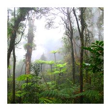 Экваториальные леса являются природным ресурсом центральной Африки