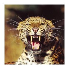 Леопард в дикой природе Африки