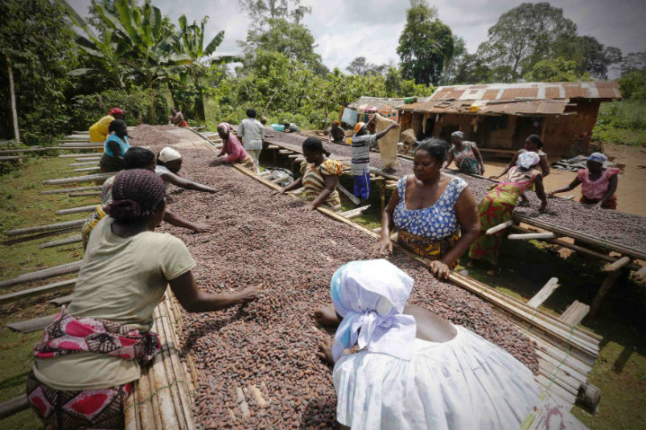 какао бобы африки