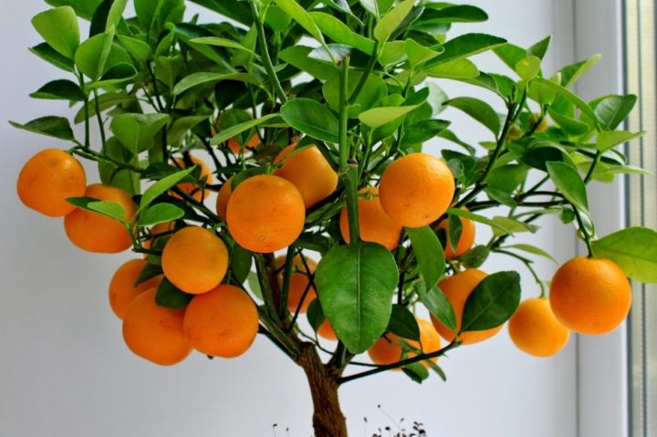 апельсин дома
