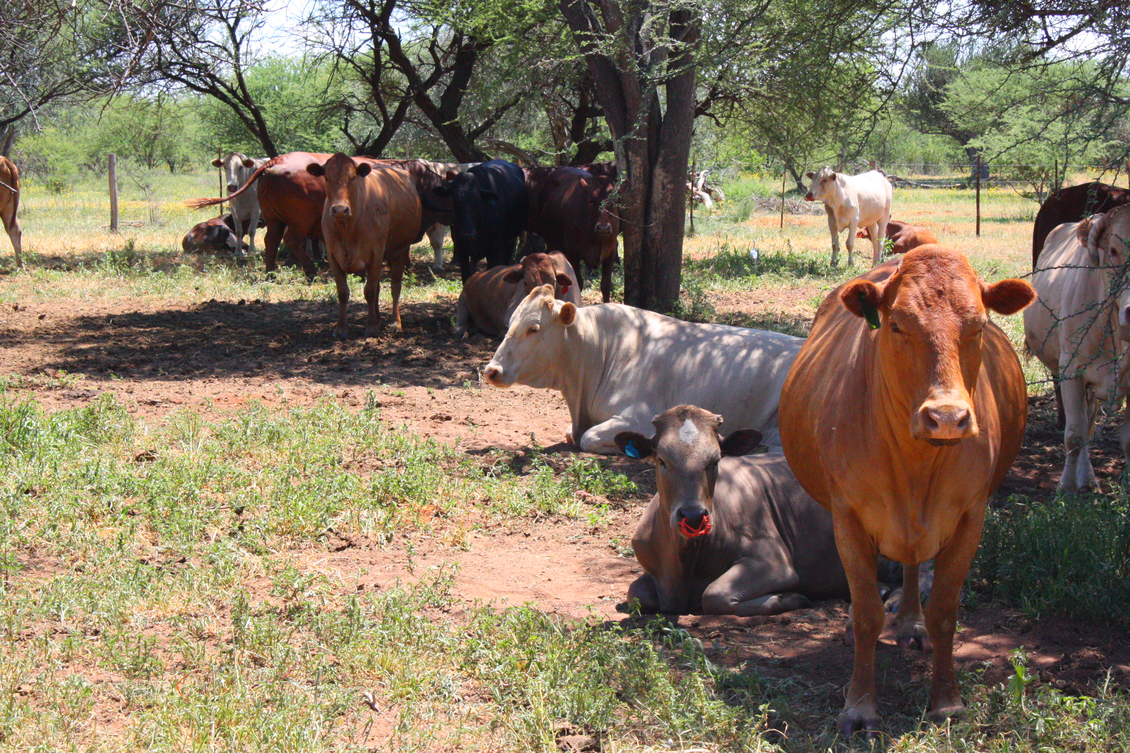Оригинальная защита скота в Ботсване