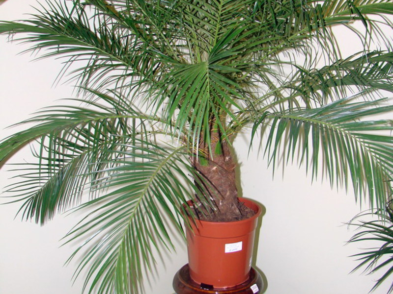 финиковая пальма в домашних условиях