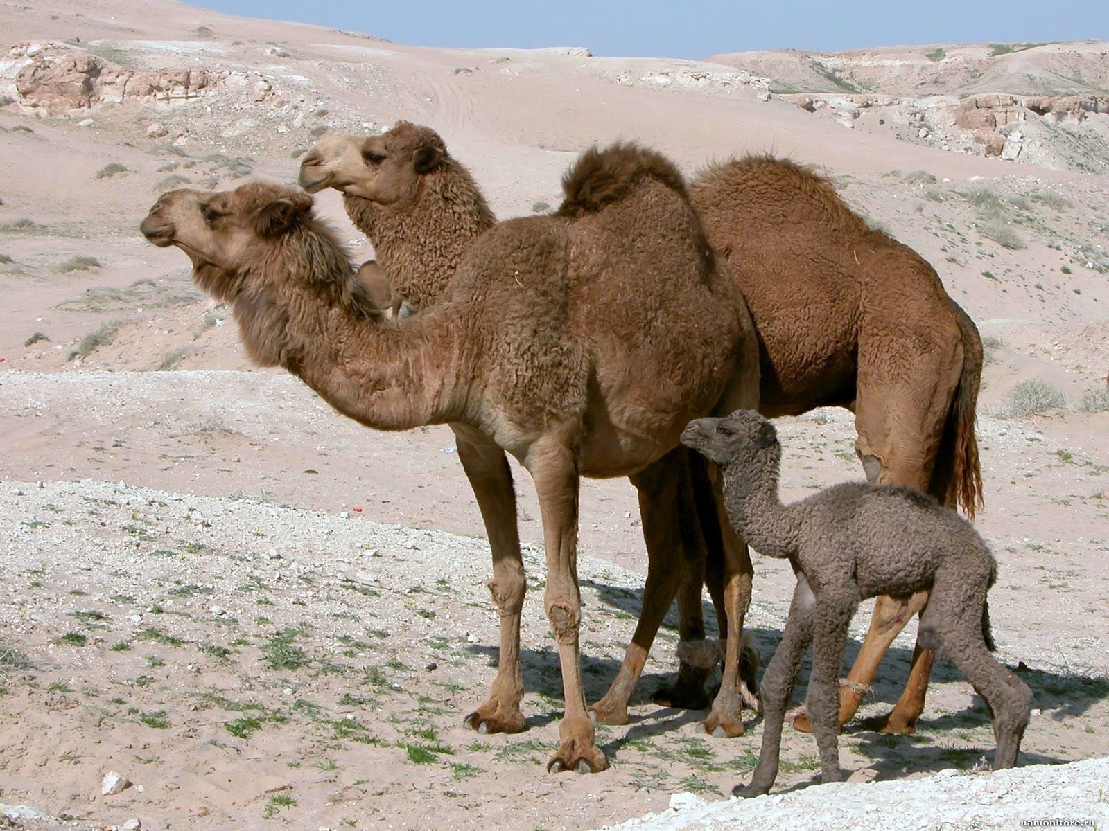 Верблюды в Африканской пустыне