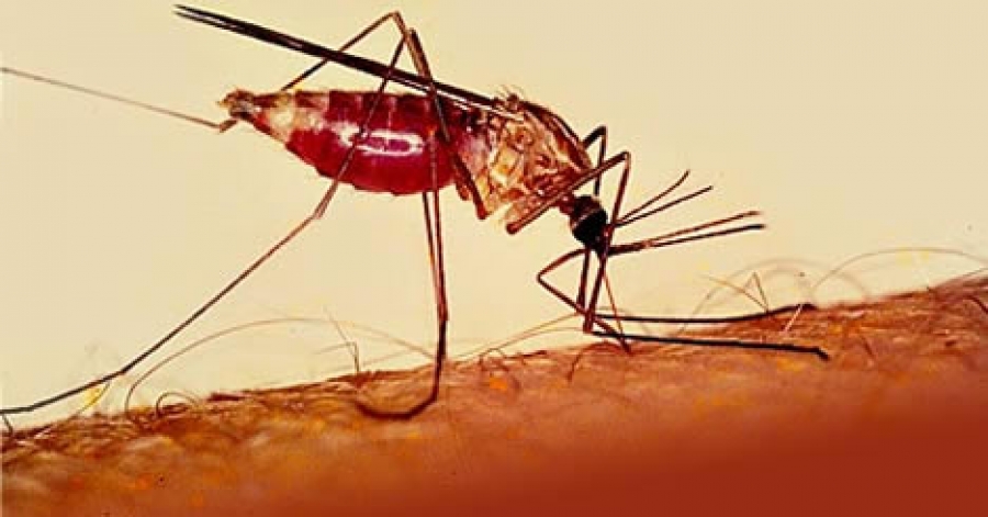 лечение малярии