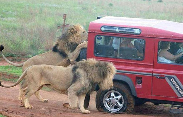 львы напали на туристов