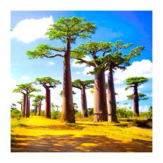 Растительность острова Мадагаскар