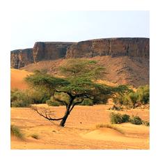 Страна Мавритания расположена в пустыне
