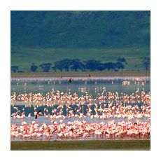 Многочисленные фламинго в Национальных парках Африки