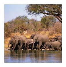 В Руахе, Национальном парке Танзании, много слонов