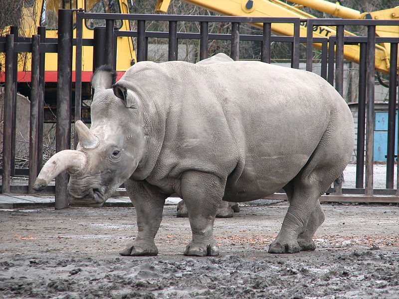 Белый носорог усыплен в зоопарке