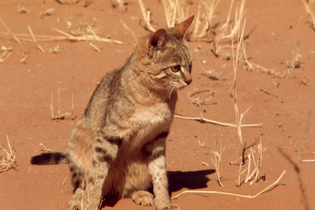Редкие породы кошек из Африки