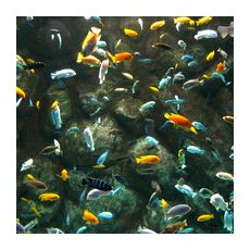 Многочисленные рыбы озера Ньяса