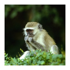 Мартышки - обезьяны Африки 