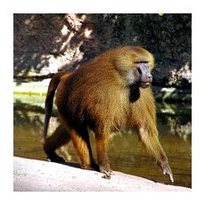 Бабуины - обезьяны Африки 
