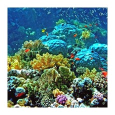 Кораллы – важные обитатели Красного моря