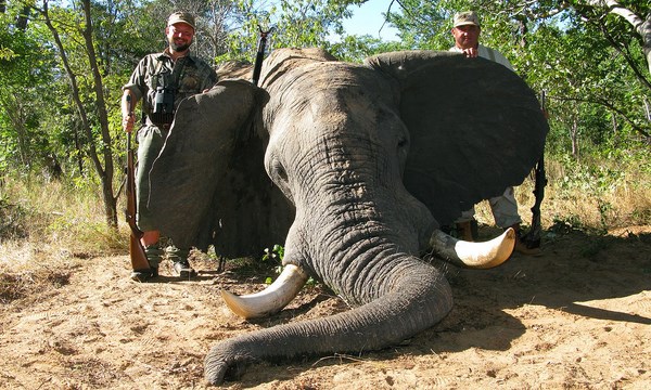 Охота на слонов наносит ущерб африканской экономике
