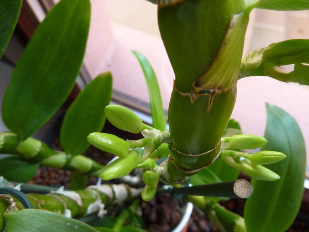 бутоны на орхидее дендробиум