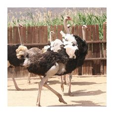 Oudtshoorn – страусовая столица в Южно-Африканской республике