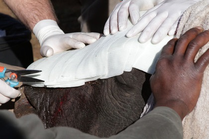 пересадка кожи носорогу