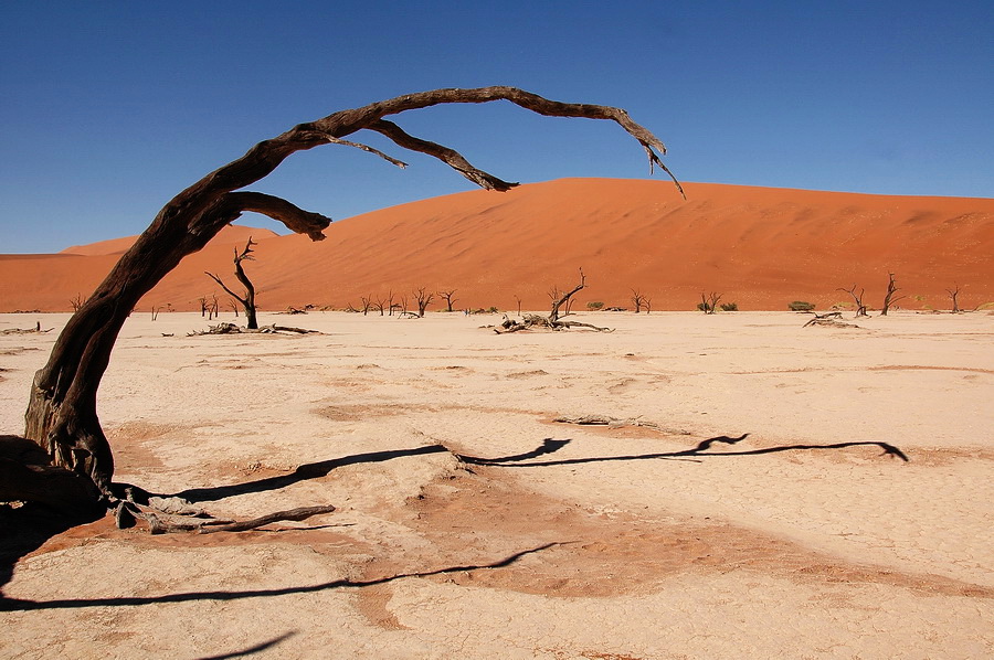 растения в пустыне Намиб