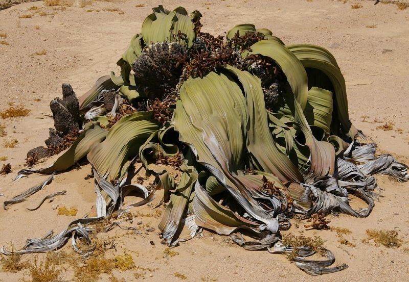 растения в пустыне Намиб