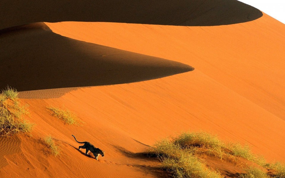 животные в пустыне намиб