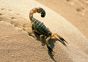 Скорпион в африканской пустыне
