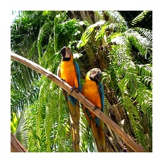 Животные влажных экваториальных лесов Африки - попугаи