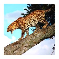 Хищные животные влажных экваториальных лесов Африки - леопард
