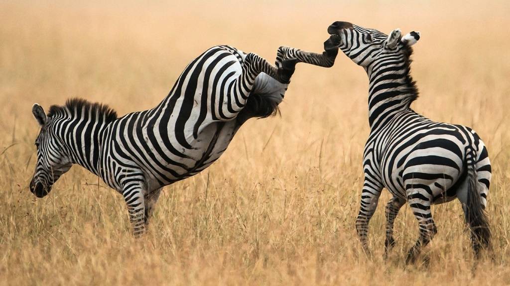 Самые необычные африканские животные