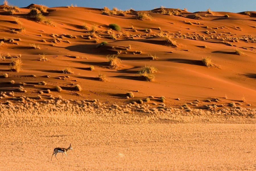 жизнь в пустыне Намиб