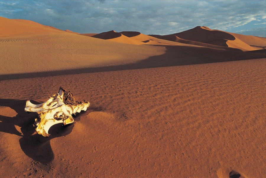 жизнь в пустыне Намиб
